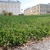 Image-square_50