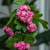 Image-square_50