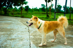 Image-preview_300x200