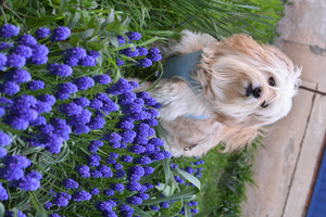 Image-preview_300x200