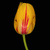 Image-square_50