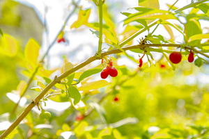 Image-preview_300x200
