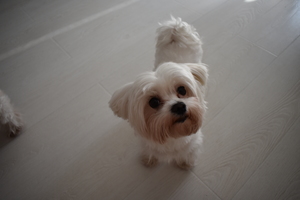 Image-preview_300x200