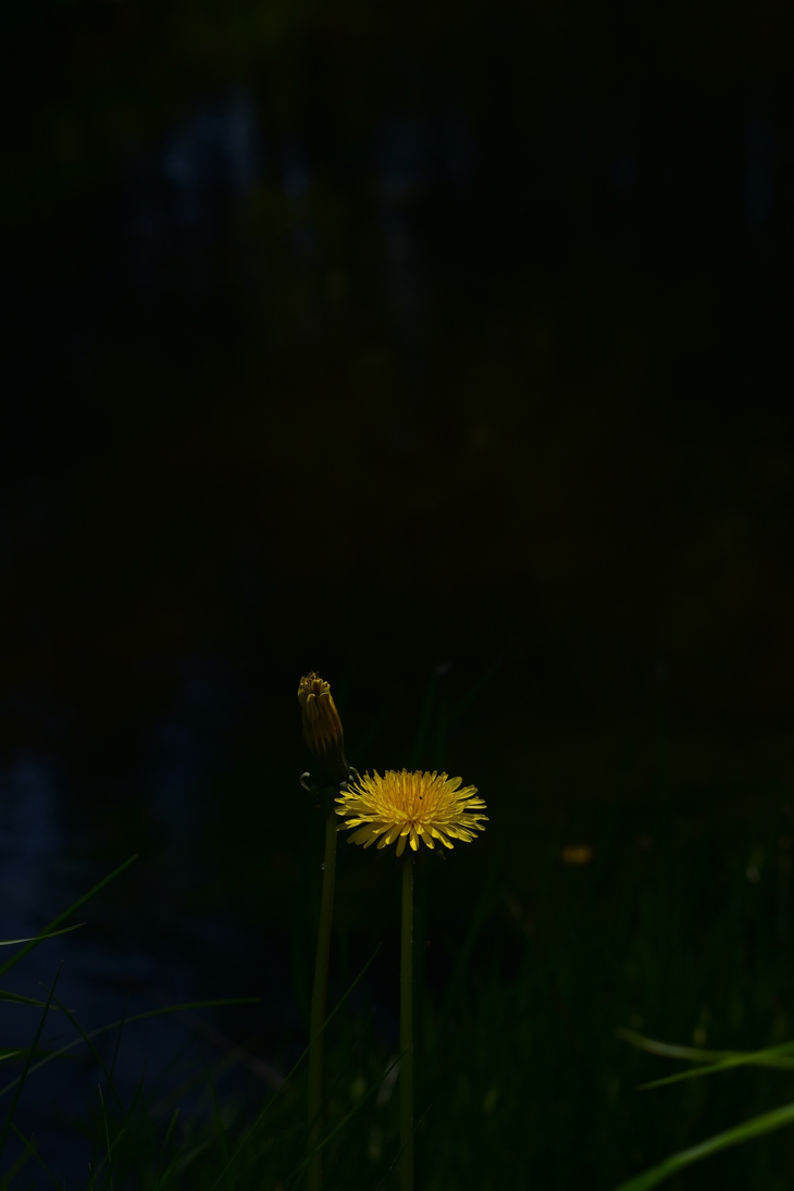 Image-normal