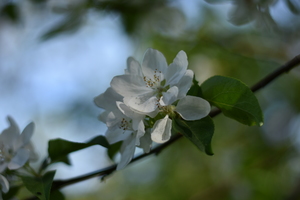 Image-preview_300x200