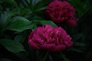Image-preview_300x200