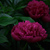 Image-square_50