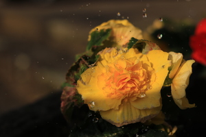 Image-preview_300x200