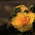 Image-square_50