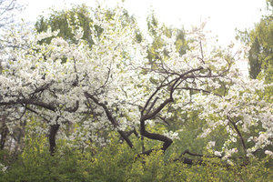 Image-preview_300x200