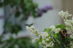 Image-preview_300x200