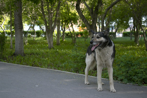 Image-preview_300x200