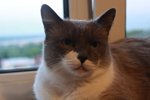 Image-preview_300x200