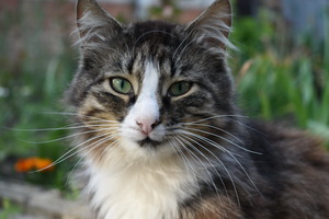 Image-preview_300x200