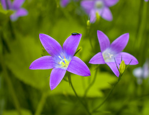 Image-preview_300x200