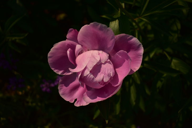 Image-normal