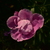 Image-square_50