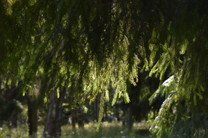 Image-preview_300x200