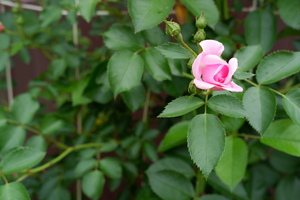 Image-preview_300x200