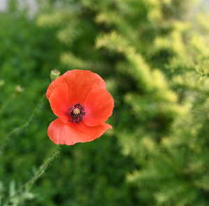 Image-preview_300x200