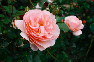 Image-preview_300x200