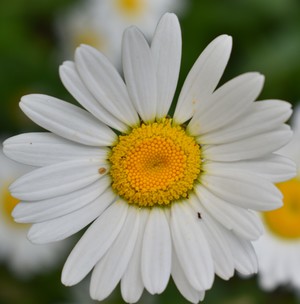 Image-preview_300x200