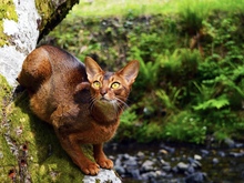 Image-rectangle_220_165