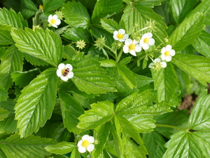 Image-preview_300x200