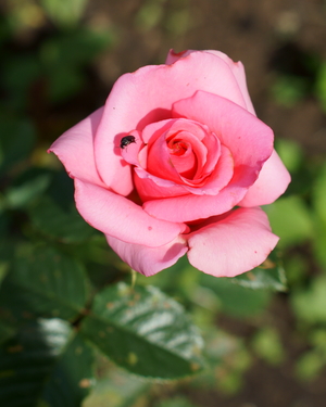 Image-preview_300x200