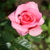 Image-square_50