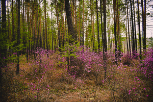 Image-preview_300x200