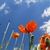 Image-square_50
