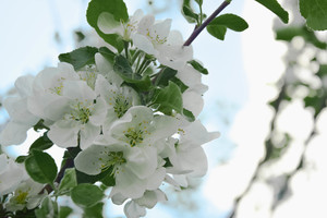 Image-preview_300x200