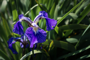 Image-preview_300x200