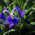 Image-square_50