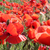 Image-square_50