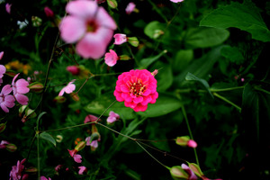 Image-preview_300x200