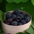Image-square_50