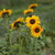 Image-square_50
