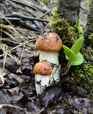 Image-preview_300x200