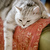 Image-square_50