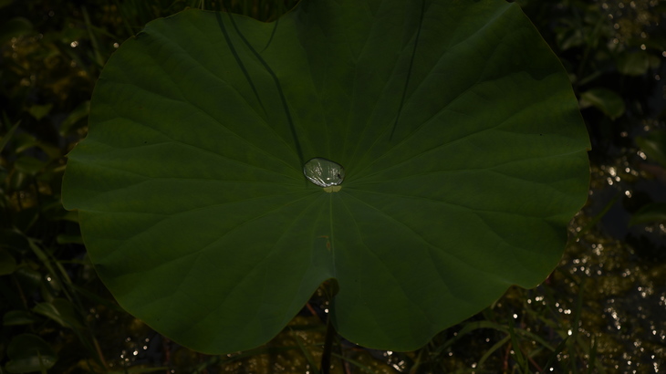 Image-normal