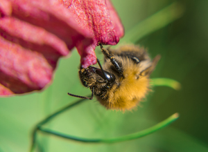 Image-preview_300x200