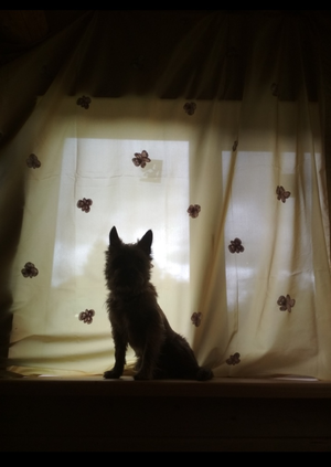 Image-preview_300x200