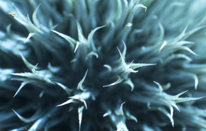 Image-preview_300x200