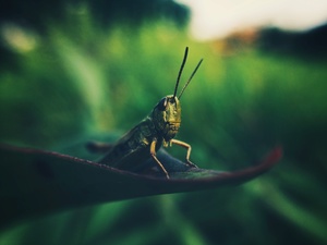 Image-preview_300x200