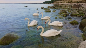 Image-preview_300x200