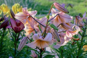 Image-preview_300x200