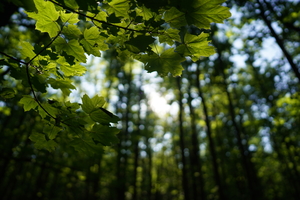 Image-preview_300x200