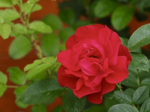 Image-preview_300x200